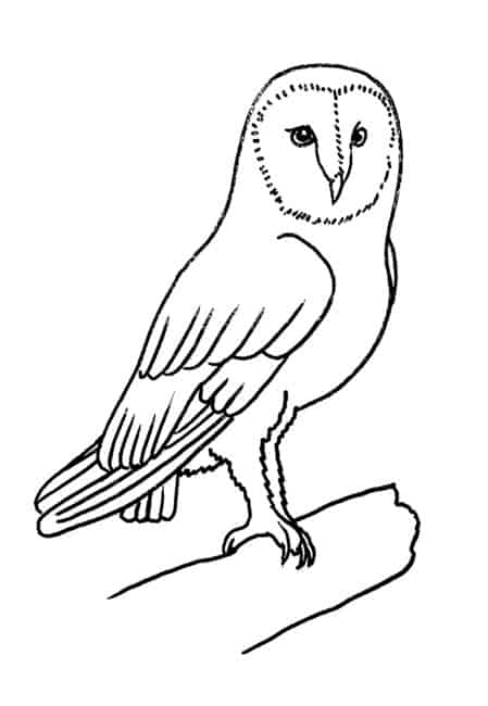 how to draw a Barn Owl step by step – Easy Animals 2 Draw