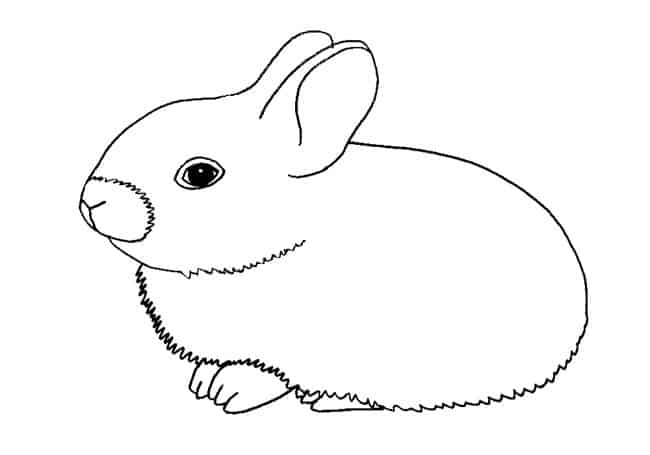 How to draw a Baby Rabbit step by step – Easy Animals 2 Draw
