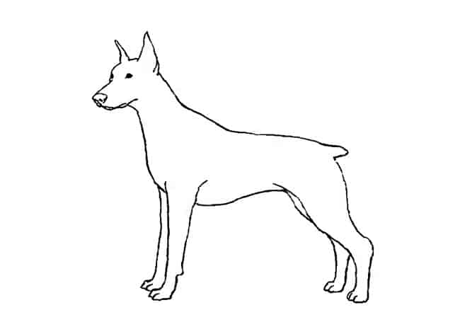 How To Draw Dogs Step By Step Easy Animals 2 Draw
