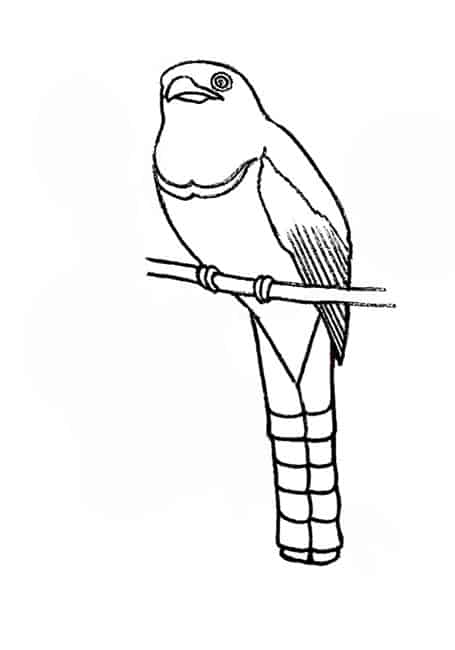 Featured image of post Beautiful Quetzal Drawing Here s a simple way to place the features accurately when drawing a head