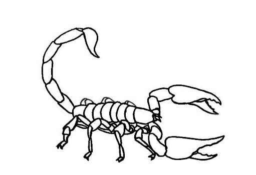 simple scorpion drawing