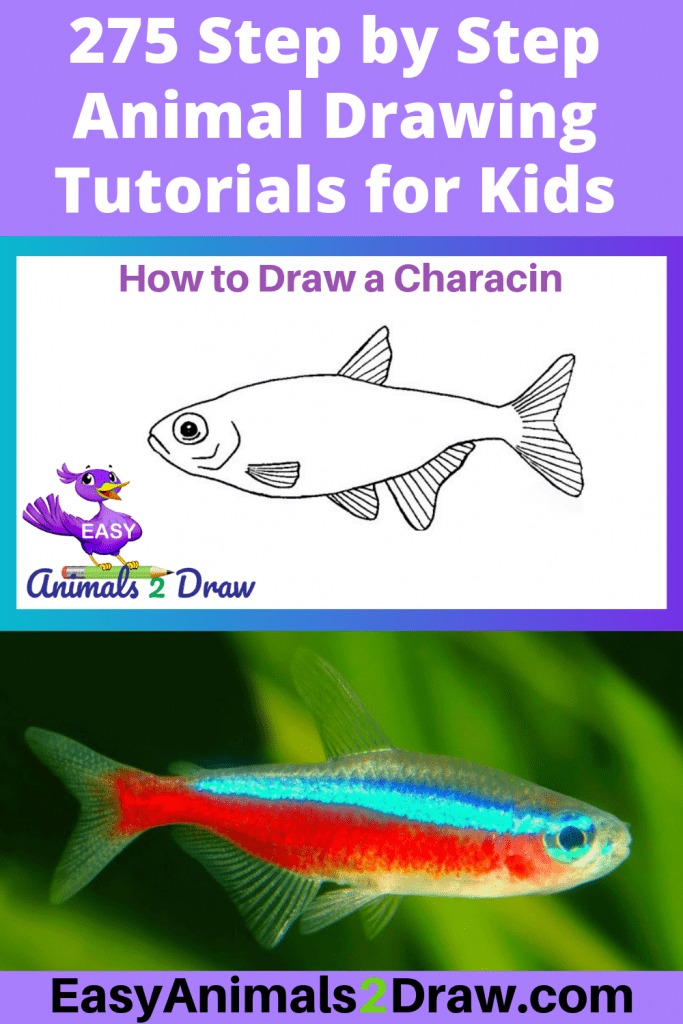 Pinterest Image How to Draw a Characin