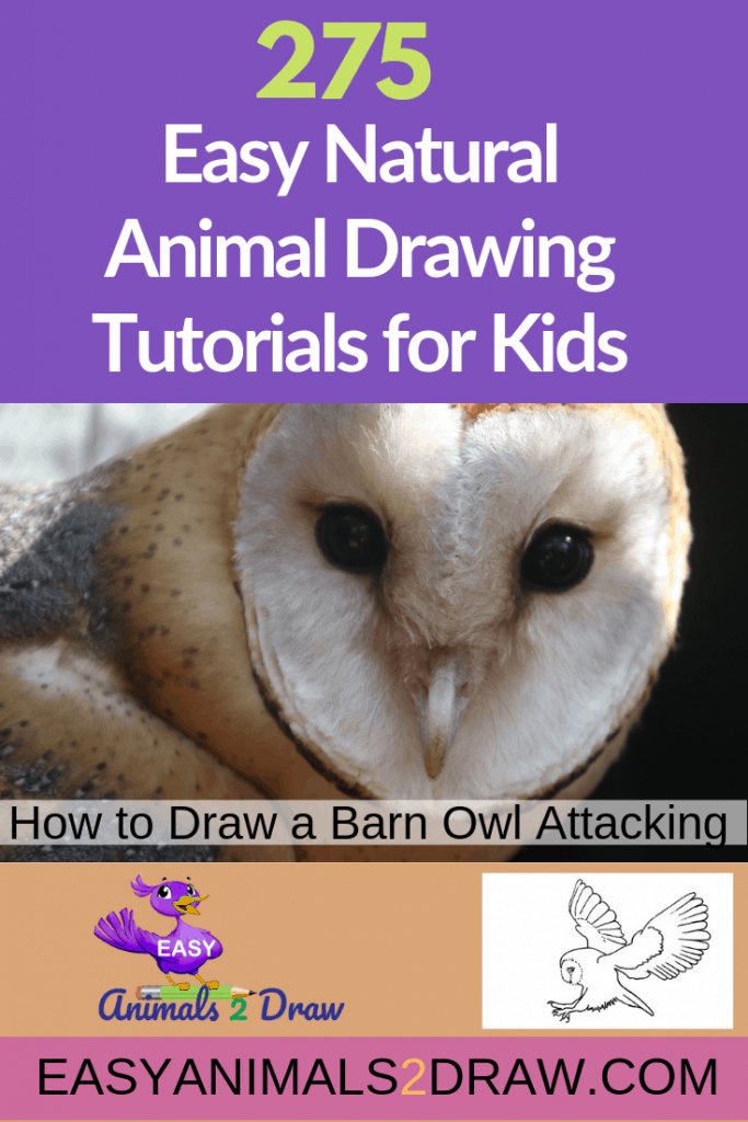 How to draw a Barn Owl Attacking step by step – Easy Animals 2 Draw