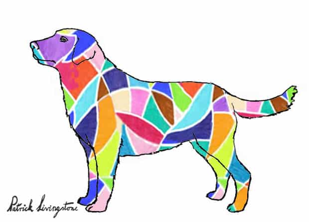 Labrador drawing colored i