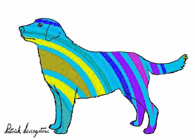 Labrador drawing colored l