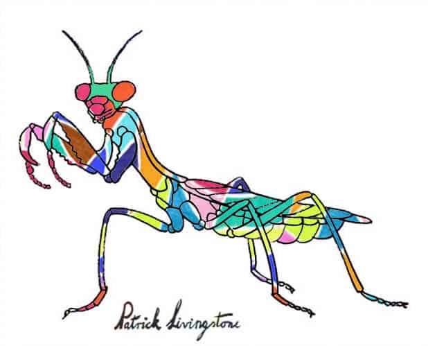 Praying Mantis drawing colored e