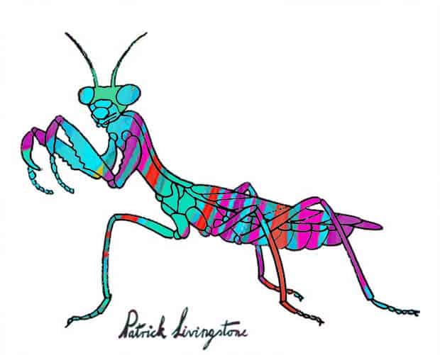 Praying Mantis drawing colored f