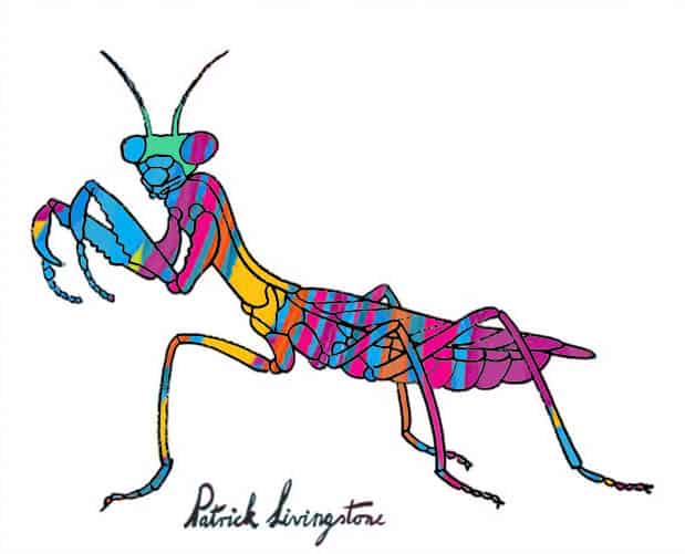 Praying Mantis drawing colored h